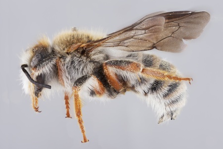 [Plesianthidium male (lateral/side view) thumbnail]